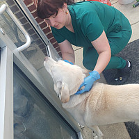 Student working with a dog in an animal shelter