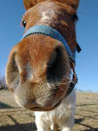 Blue Mountain Therapy Equine Therapy Program 