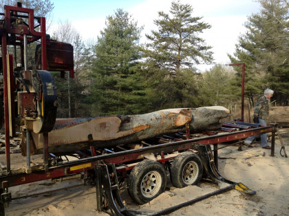 Processing the Beech Tree as it becomes the MCA Art Gallery Floor
