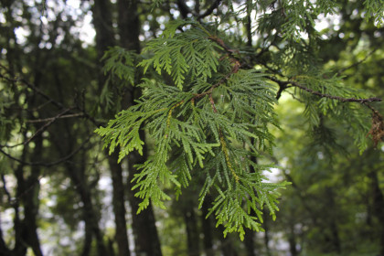 Eastern white cedar leaves