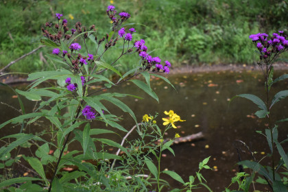 Ironweed flowers at the BCFS