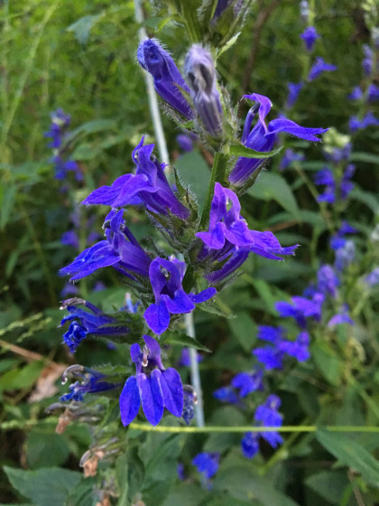 Great blue lobelia is an intensely colored, late-summer wildflower.