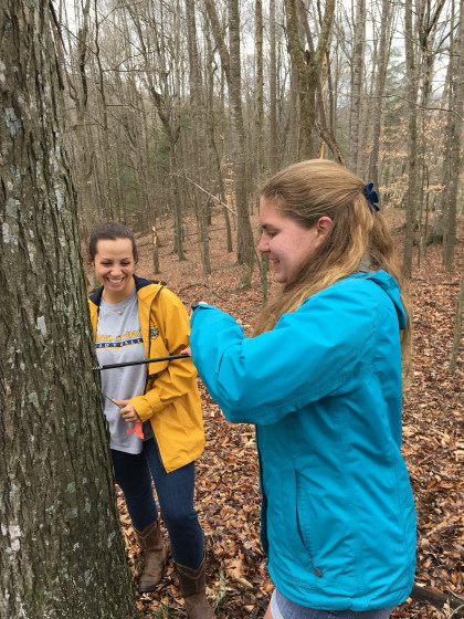 Students using an increment borer to collect a tree core.